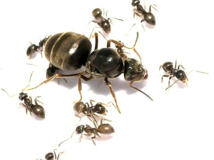 Baštenski crni mrav