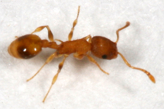 Žuti (faraonski) mrav